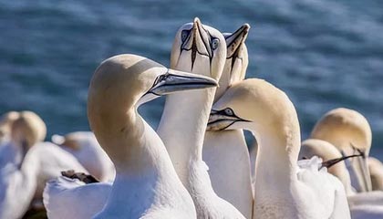 爱游戏体育APP下载-赞比亚男篮在非洲预赛中视死如归，迈向梦想的彼岸，赞比亚阵容