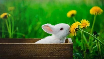 爱游戏体育APP下载-赞比亚男篮在非洲预赛中视死如归，迈向梦想的彼岸，赞比亚阵容