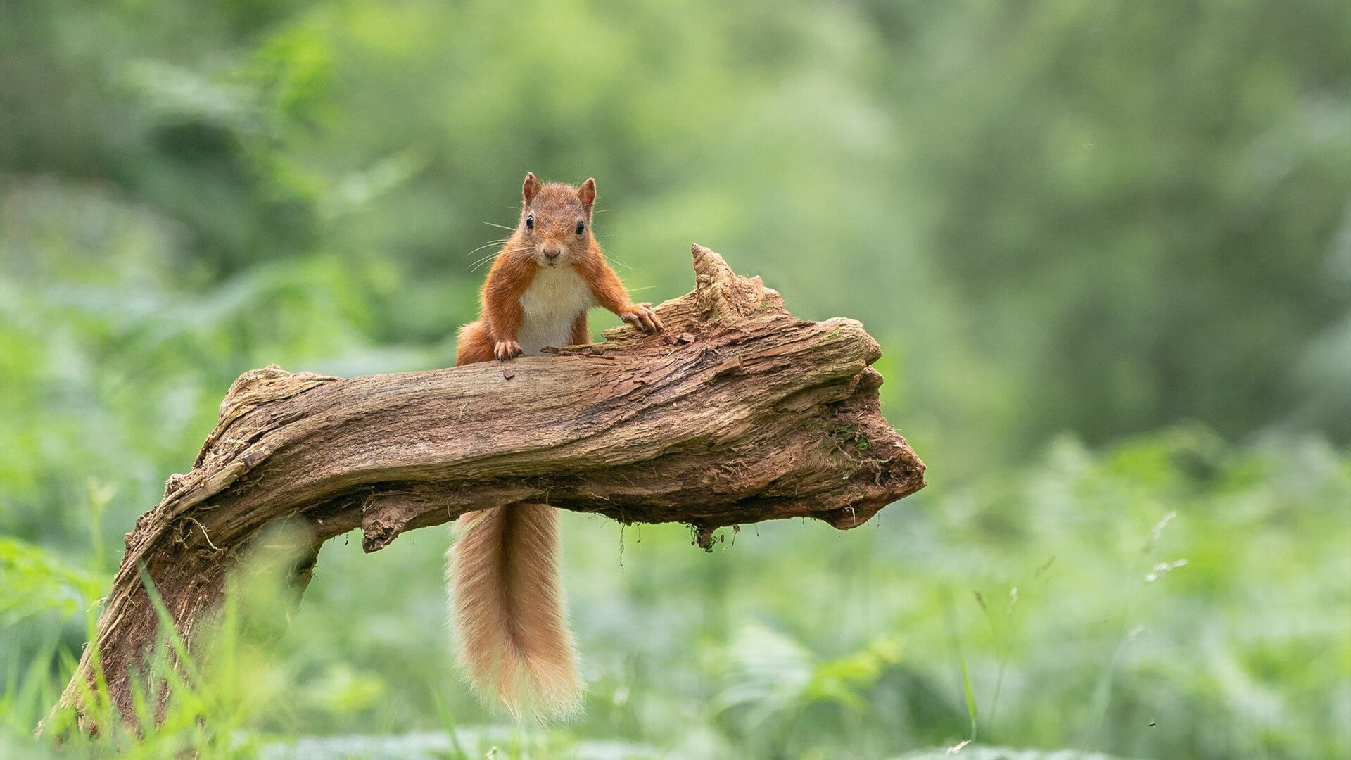 爱游戏 电竞-训练方式多样化促进运动员成长，不同训练方法对运动员体能的影响