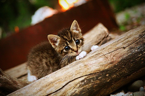 足球产业扶持政策分布区域不均衡，足球产业占体育产业比重