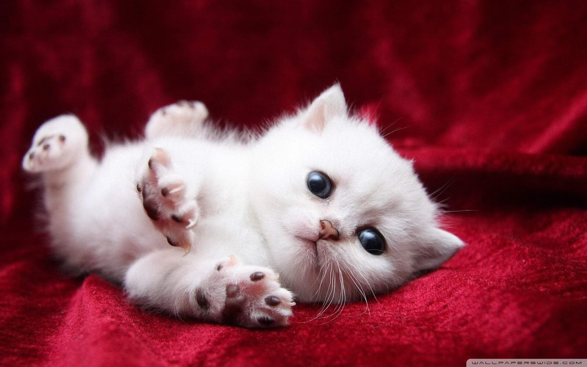 阵地战节奏慢是否更依赖单点突破能力，阵地战的战术有哪些