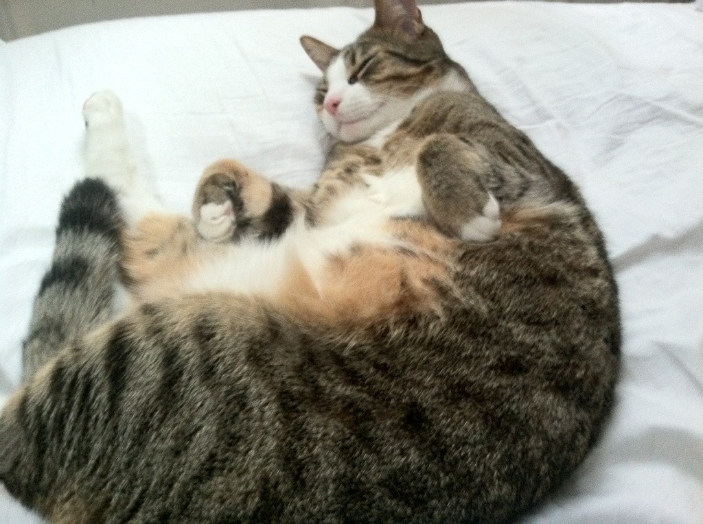 体育新闻中心发布体育院校运动员学业辅导扶持细则，运动员兼顾大学学业