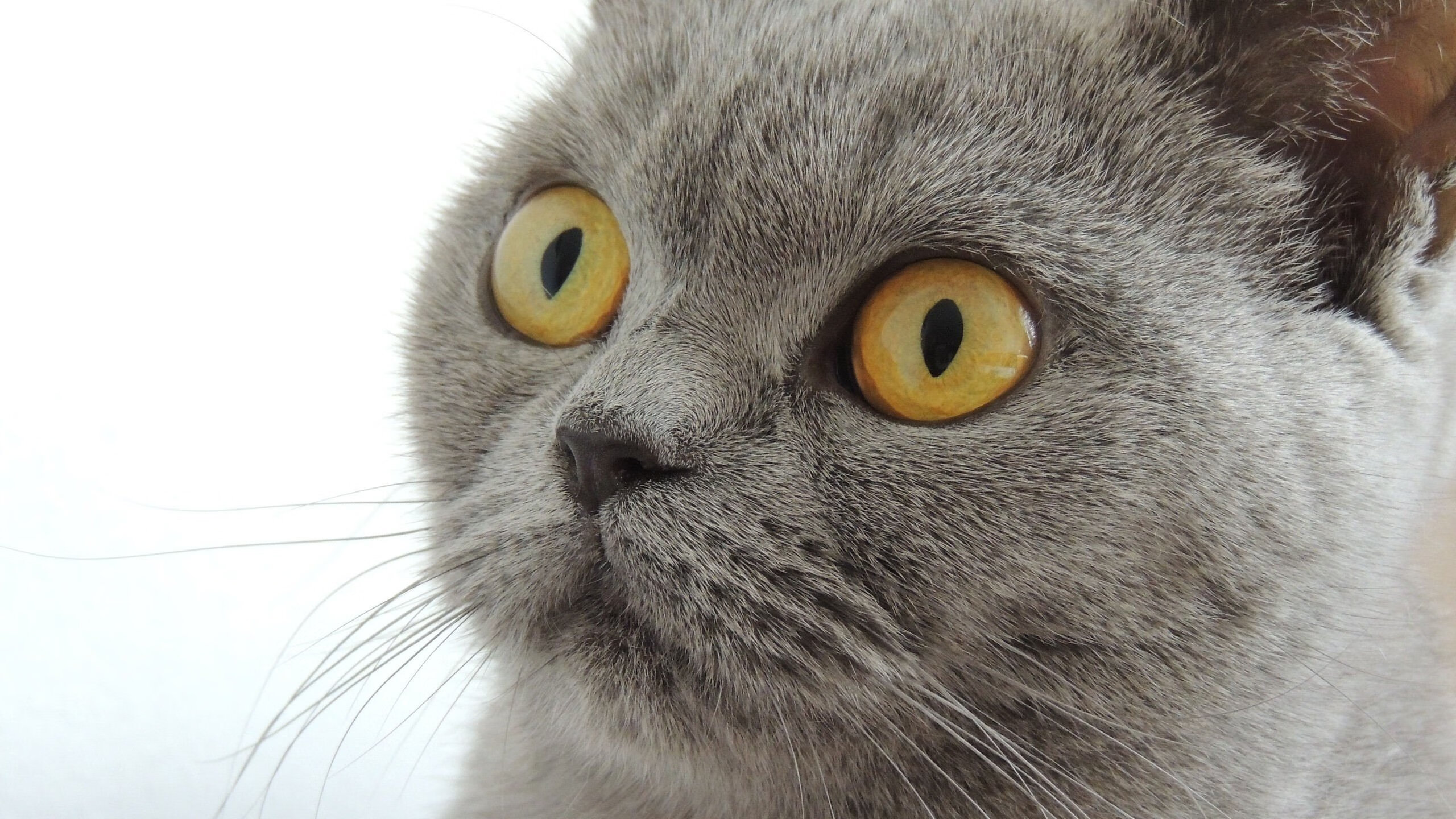 太阳送走杜兰特开启重建期，杜兰特太阳集锦