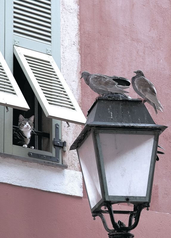 AYX GAMING-尼尔·巴特尔的防守反击帮助袋鼠队攻守平衡，控制比赛节奏，巴特尔能防住奥尼尔吗