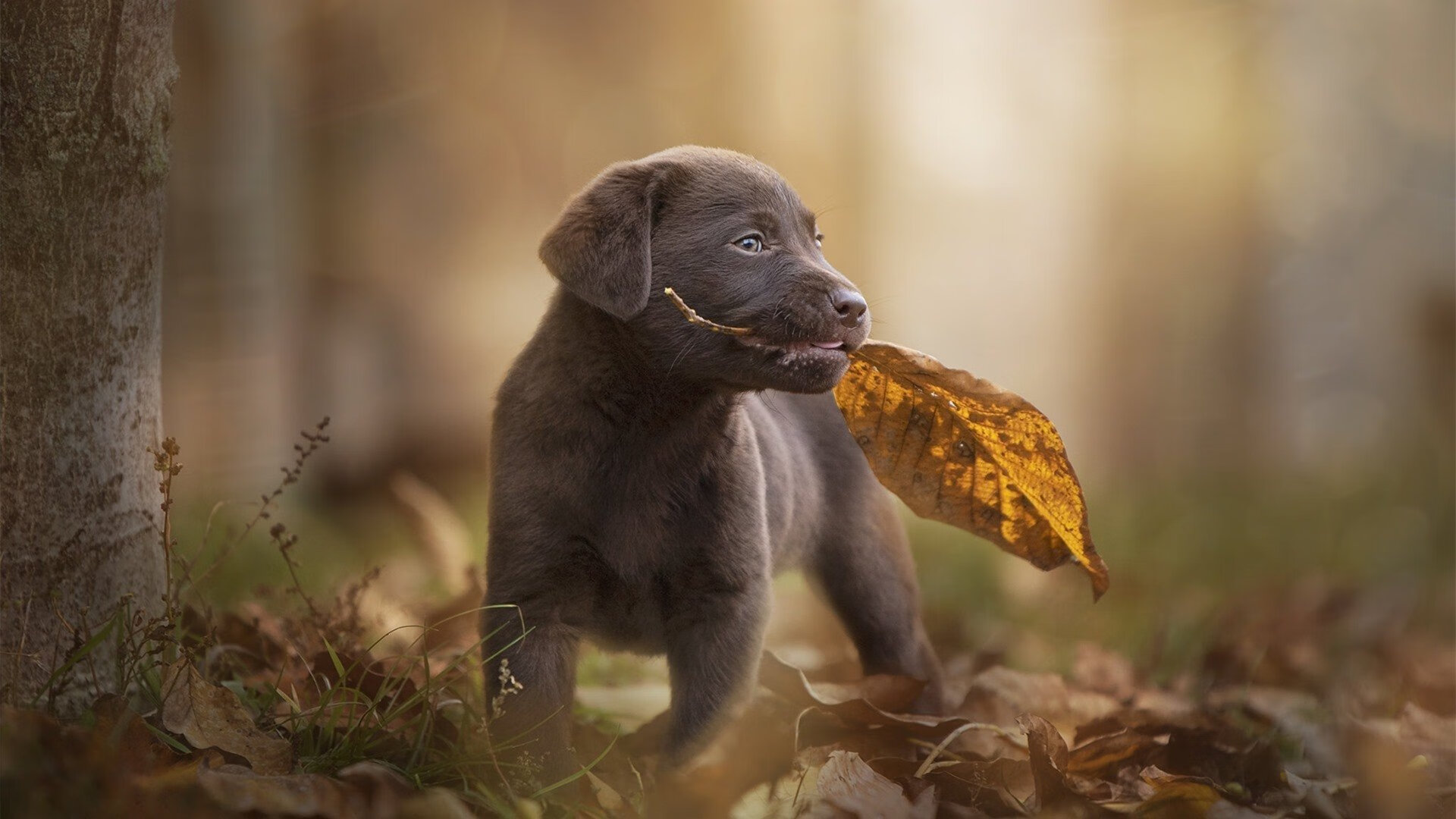 爱游戏娱乐网址-欧洲杯变阵惊喜不断：战术创新引领未来！，欧洲杯揭幕战爆冷