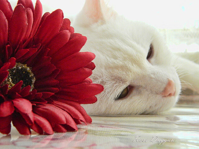 欧洲杯一触即发：激情、策略、突破不断交织，欧洲欧洲杯