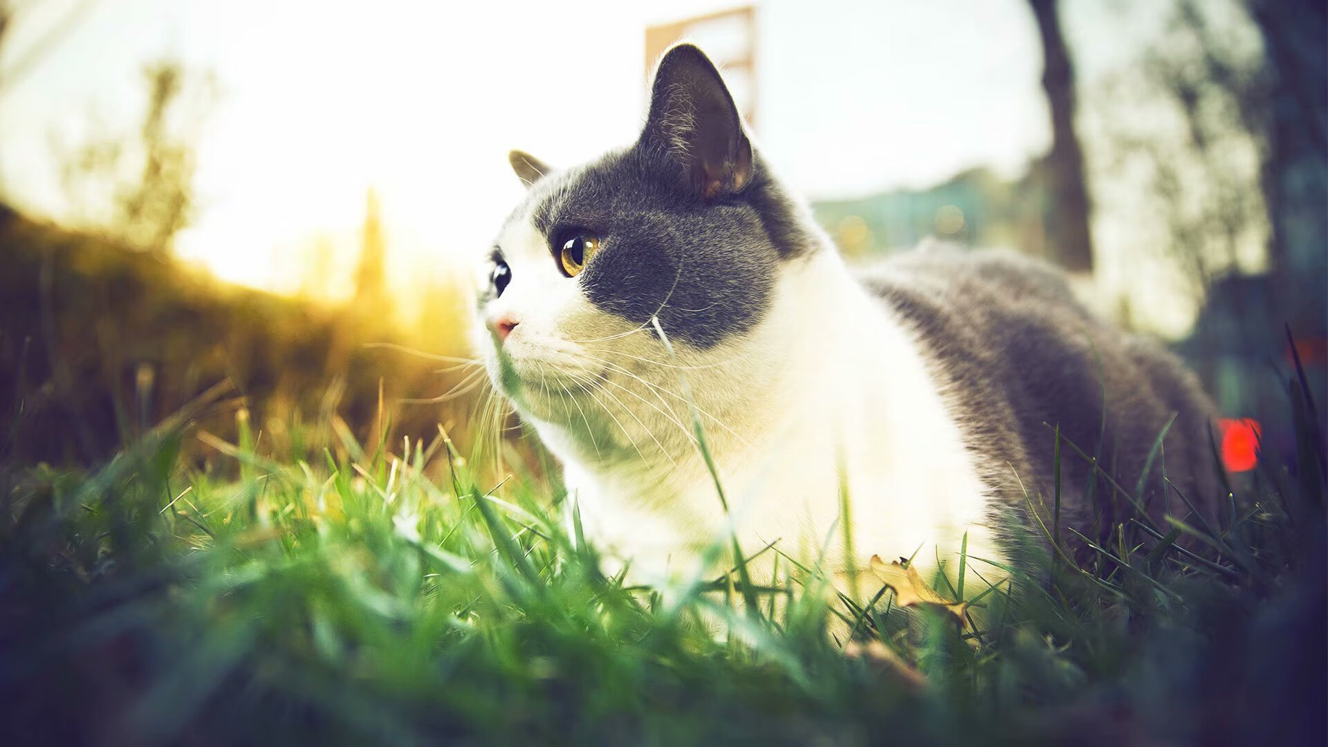 AYX体育官网-欧洲杯的多元文化交流平台建立，欧洲杯交流群