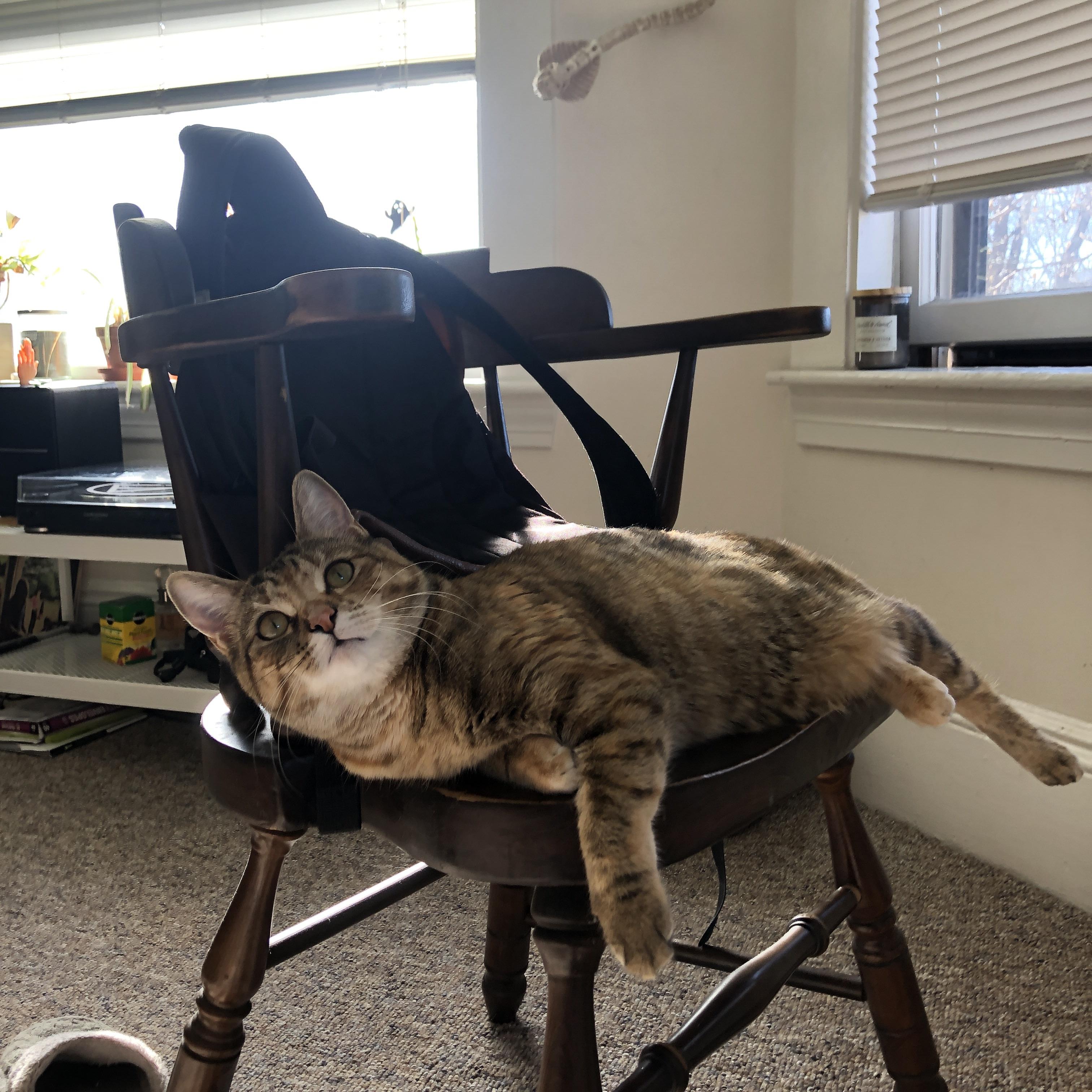 蛙泳中程波兰节奏控制到位，蛙泳波浪式技术视频教程